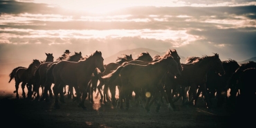 Datca8217da-Yilki-Atlari-Alarmi-Sayilari-2008217un-Altina-Dustu-featured